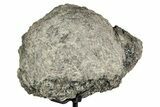 Fossil Sauropod Vertebra Section with Metal Stand - Colorado #339932-1